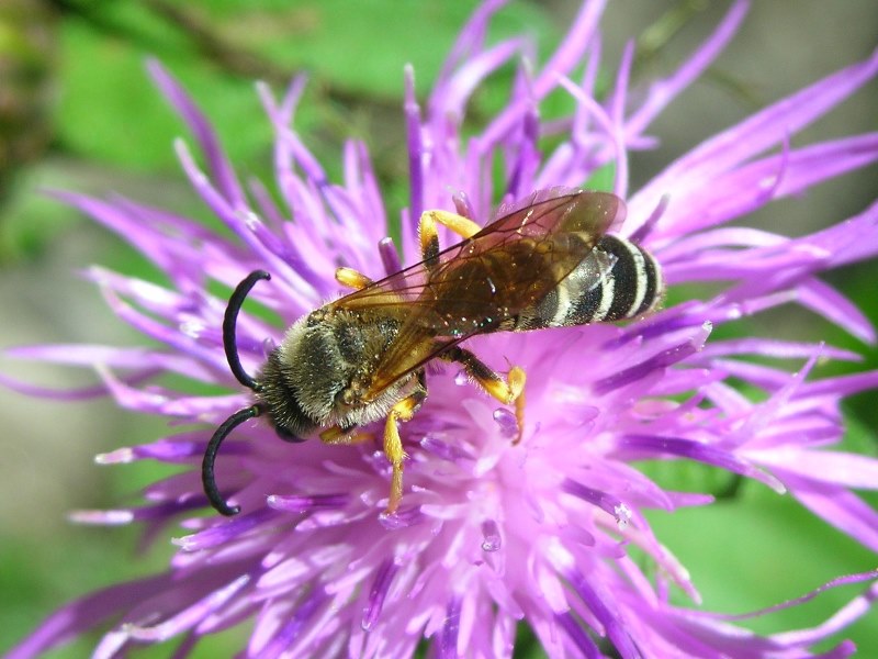 Halictus scabiosae (Apidae Halictinae)